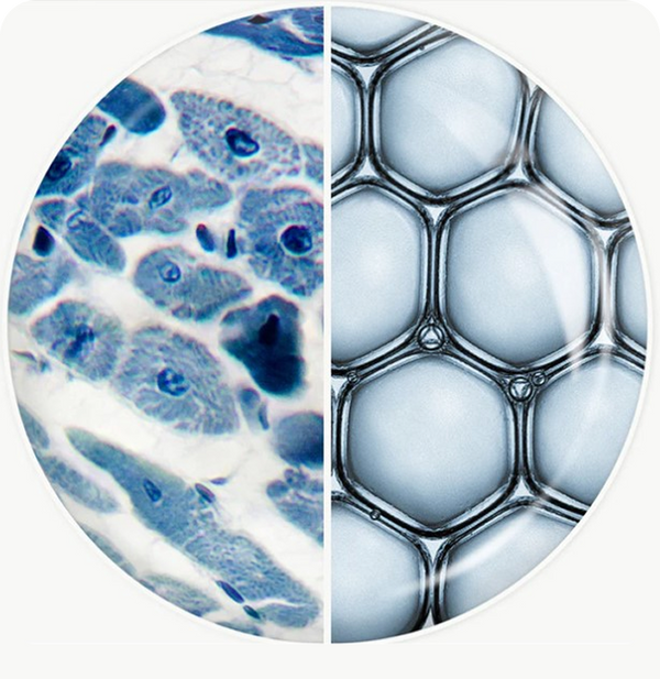 Ectoin Vs. Niacinamide - Which Is Right For You?
